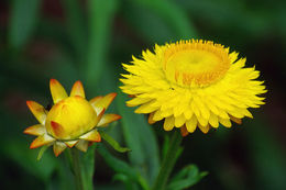 Image of <i>Helichrysum bracteatum</i>