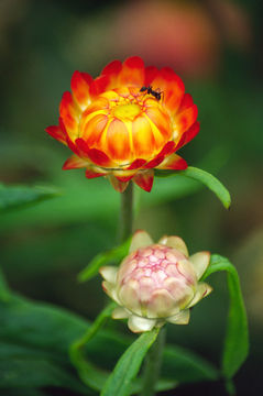 Image of <i>Helichrysum bracteatum</i>