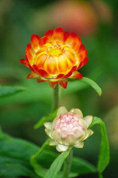 Image of <i>Helichrysum bracteatum</i>