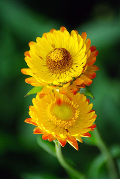 Image of <i>Helichrysum bracteatum</i>