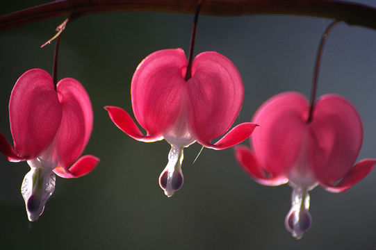 Image of bleeding heart