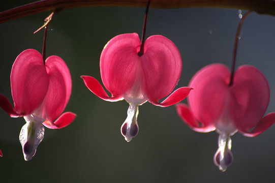 Image of bleeding heart