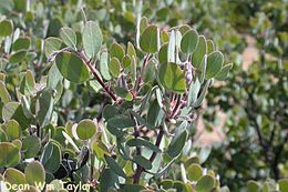 Image of Mallory's manzanita