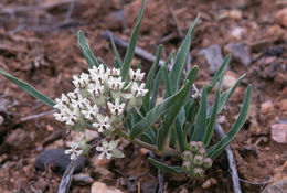 Слика од Asclepias involucrata Engelm. ex Torr.