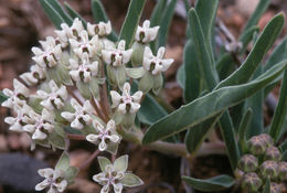 Image of dwarf milkweed