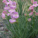 Image de Penstemon jamesii Benth.