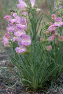 Image of James' beardtongue