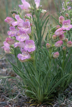 Image de Penstemon jamesii Benth.