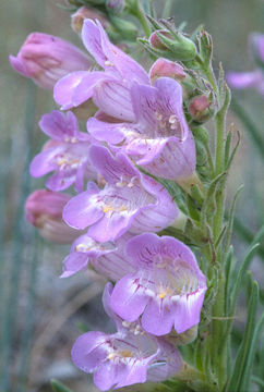 Image of James' beardtongue