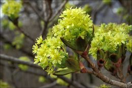 Image of Norway Maple