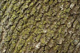 Image of Norway Maple