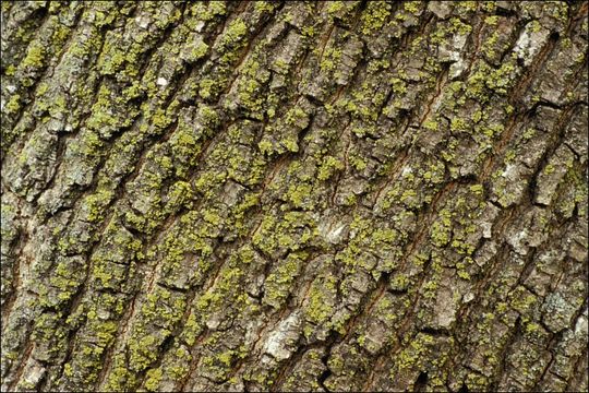 Image of Norway Maple