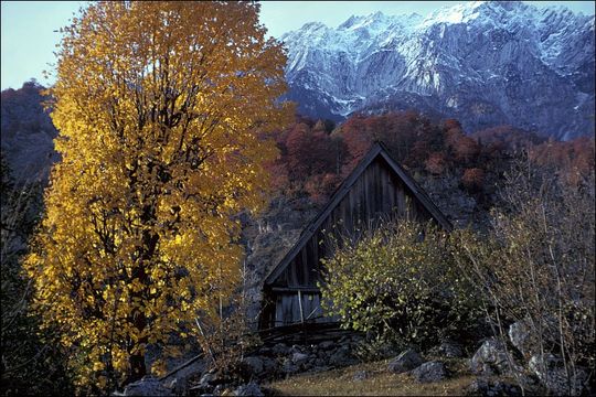 Image of Norway Maple