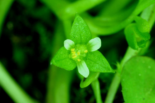 Image of False Mermaidweed