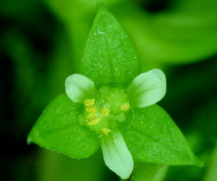 Image of False Mermaidweed