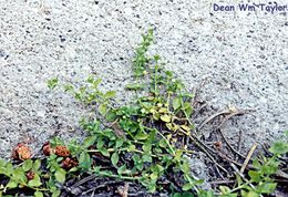 Image of Rocky Mountain Starwort