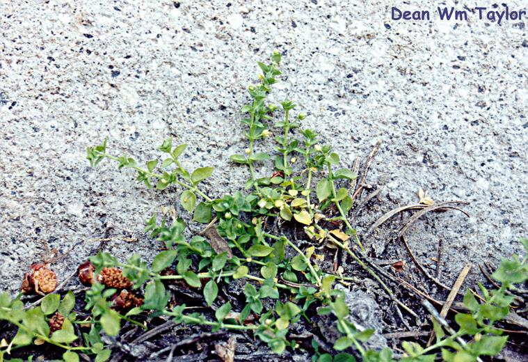 Image of Rocky Mountain Starwort