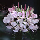 Image of spiny spiderflower