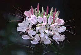 Image of <i>Cleome spinosa</i>