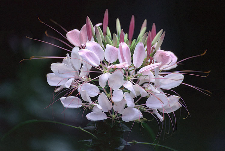 Cleome spinosa (rights holder: 2004 Nick Kurzenko)