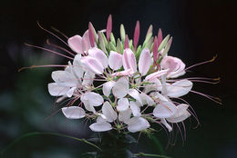 Image of <i>Cleome spinosa</i>