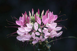 Image of <i>Cleome spinosa</i>