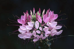 Image of <i>Cleome spinosa</i>