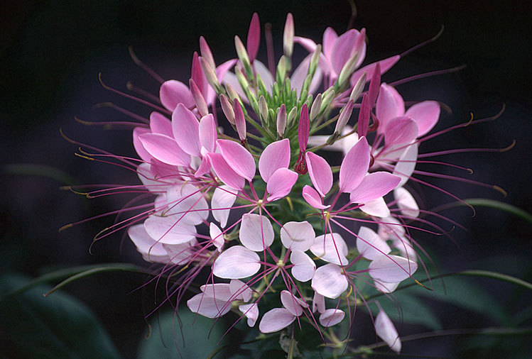 Image of <i>Cleome spinosa</i>