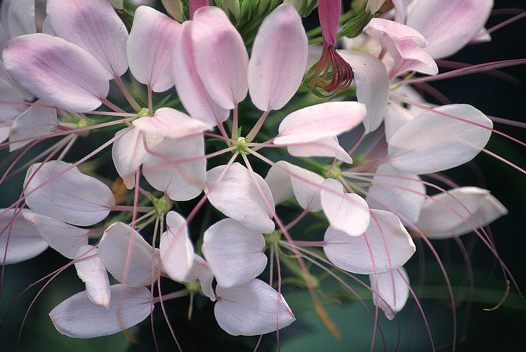 Image of <i>Cleome spinosa</i>