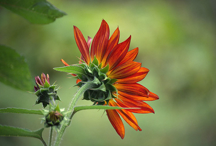 Image of common sunflower