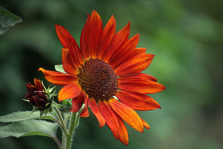 Image of common sunflower