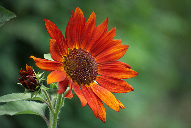 Image of common sunflower