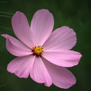 Image of garden cosmos