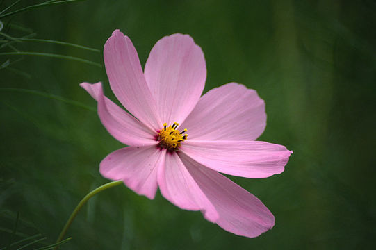 Image of garden cosmos