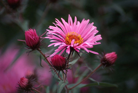 Image of Michaelmas daisy