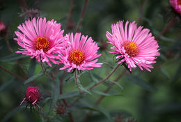 صورة Symphyotrichum novae-angliae (L.) G. L. Nesom