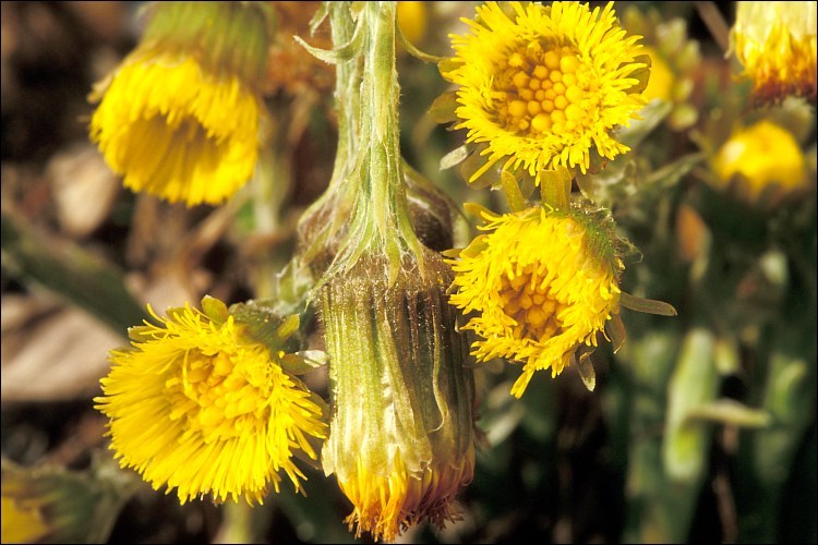 Plancia ëd Tussilago farfara L.