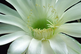 Image of Echinopsis oxygona (Link) Zucc. ex Pfeiff.