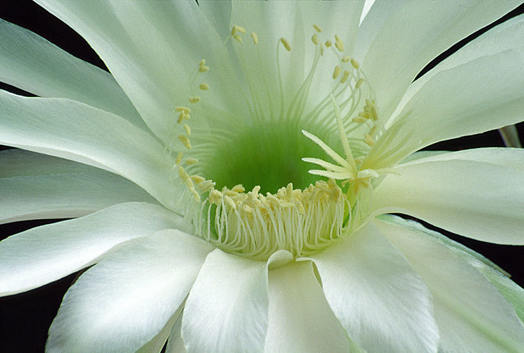 Image de Echinopsis oxygona (Link) Zucc. ex Pfeiff.