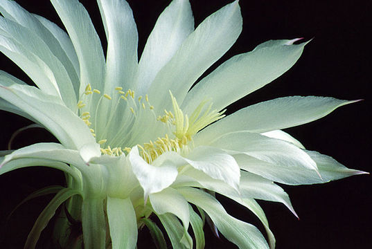 Image de Echinopsis oxygona (Link) Zucc. ex Pfeiff.