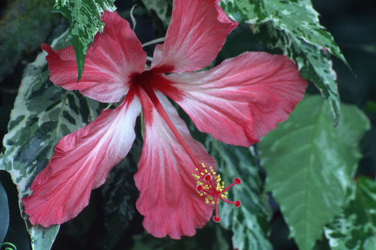 Imagem de Hibiscus rosa-sinensis L.