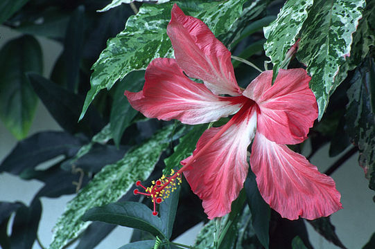 Imagem de Hibiscus rosa-sinensis L.