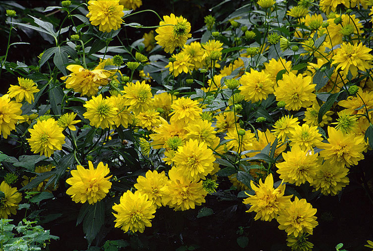 Heliopsis helianthoides (L.) Sw. resmi