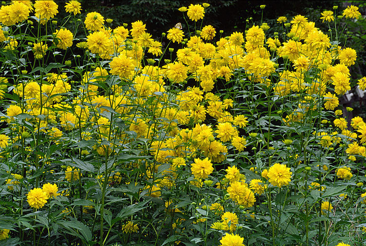 Image de Heliopsis helianthoides (L.) Sw.