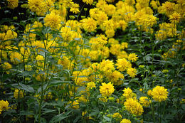 Image de Heliopsis helianthoides (L.) Sw.