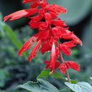 Imagem de Salvia splendens Sellow ex Nees