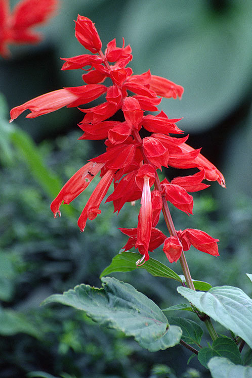 Imagem de Salvia splendens Sellow ex Nees