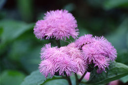 Plancia ëd Ageratum houstonianum Mill.