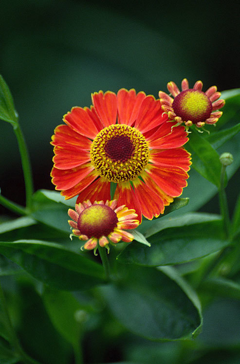 Plancia ëd Helenium autumnale L.