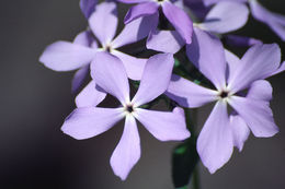 Image of wild blue phlox